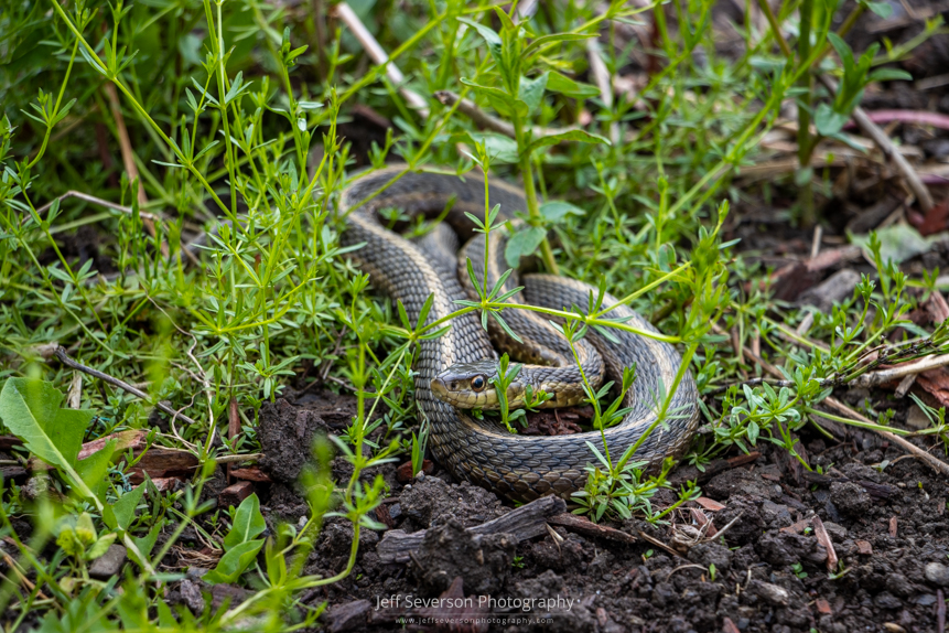 A photo of a garter snake curled up in a garden.